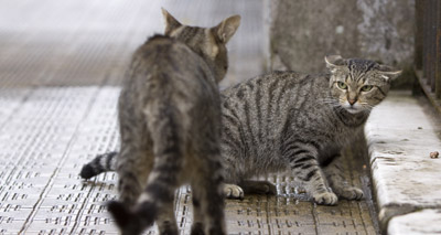 Cat owners mistaking fury for fondness