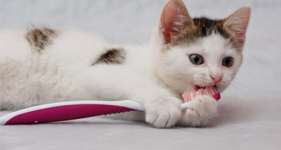 Pet owners urged to brush up on dental health