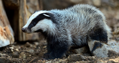 Badger cull rolled out to Dorset