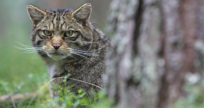 Scottish wildcat threatened by FIV