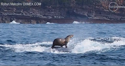 Seal hitches a ride on humpback whale