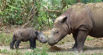 Sumatran rhino 'will likely go extinct'