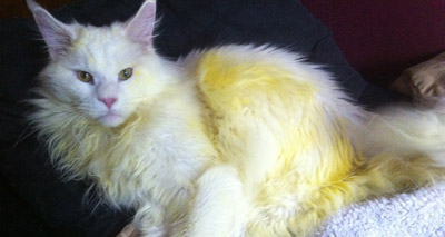 Cat owners warned about the dangers of lilies