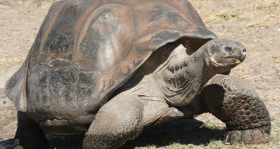 Tortoise study highlights need to conserve parasites