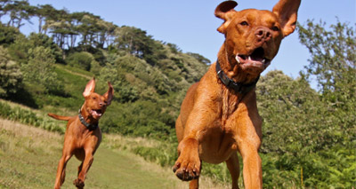Britain's most playful pets revealed
