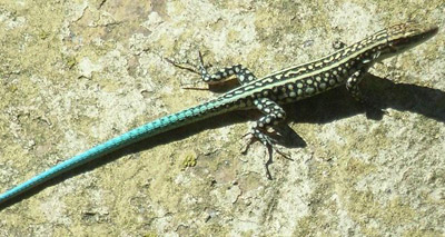 Male lizards risk their lives to attract mates