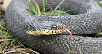 Female snake reproduces without male