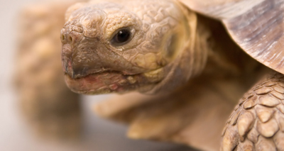 Tortoise returns home after mile-long trip