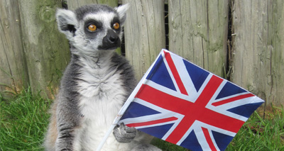 Lemurs celebrate long-serving Queen