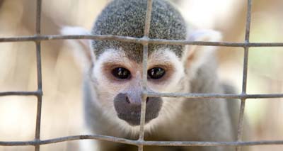 Petition to ban pet primates