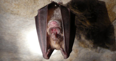 Rare bat project receives £700,000 funding