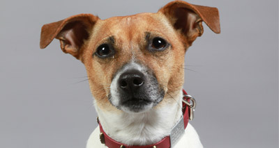 Jack Russell Terrier recognised as pedigree breed