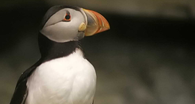 Puffins among four new bird species facing extinction