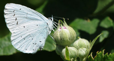 Surge in holly blue butterflies