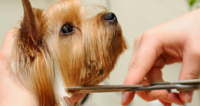 Many owners uninformed about dog grooming, survey finds