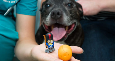 Vets get a 'Kinder surprise'