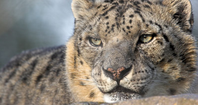 Climate change could push snow leopards to extinction