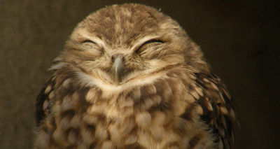 Could burrowing owls protect us from the plague?