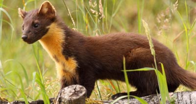 Pine marten recovery project begins