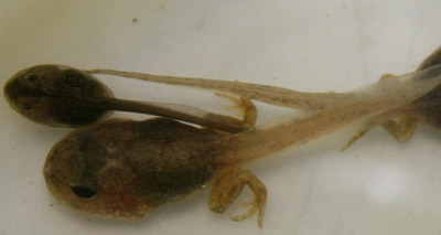 Tadpoles may benefit from delaying metamorphosis