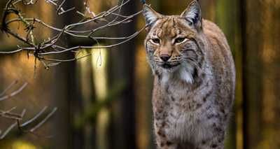 Trust seeks views on Lynx reintroduction