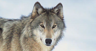 Domestic dogs traced to Asia