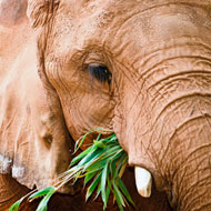 Study reveals why elephants have low cancer rates