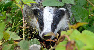 Third pilot badger cull comes to an end