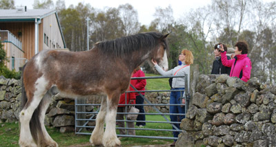 Enormous rescue horse fronts charity campaign