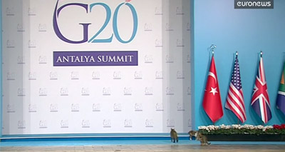 Cats invade the stage at G20 Summit
