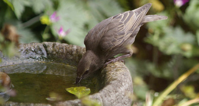 Groups of starlings mysteriously drowning