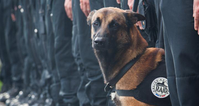 Thousands mourn heroic French police dog