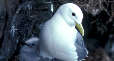 Wildlife 'already affected by climate change'