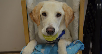 High-chair helps pup survive life-threatening illness