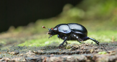 'Alarming trend of decline' seen in dung beetles