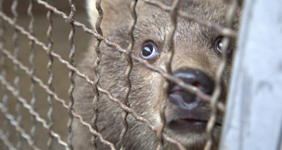 Campaign to save orphaned cubs gets underway