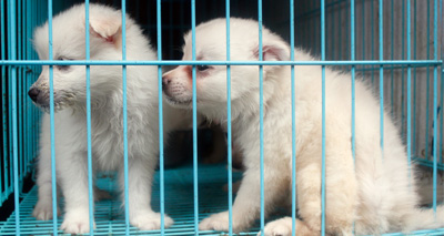 Westminster to consult on dog breeding