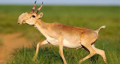 Likely cause of mass Saiga die-off revealed