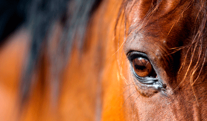 BEVA publish medicines information for horse owners