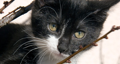 Students pledge to help 300 homeless cats