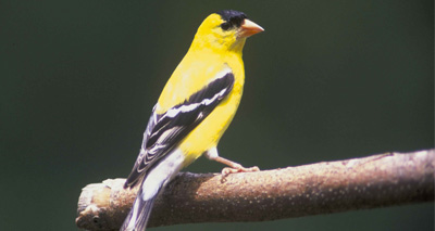 Survey hopes to unlock goldfinch mystery