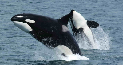 SeaWorld to replace controversial orca display