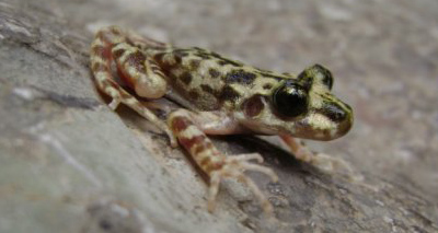 'Major breakthrough' in fight against chytrid fungus