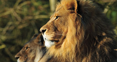 France bans imports of lion hunting trophies