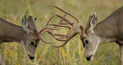 Deer put off mating by photographers