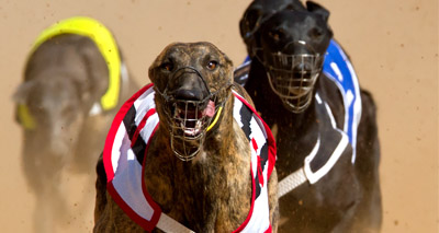 MPs to visit greyhound track