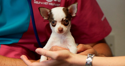 Millions of pets bought on impulse, report finds