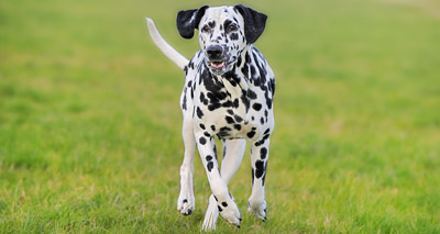 Health test for deafness extended to all breeds