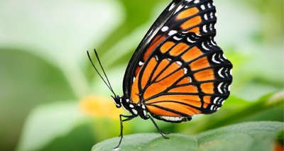 UK's butterflies in 40-year slump