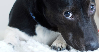 Shocking rise in pets given as presents